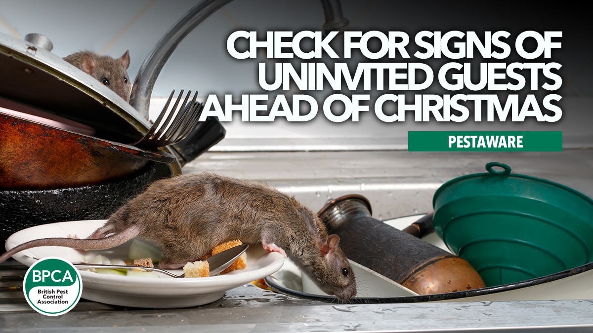 check-for-signs-of-uninvited-guests-ahead-of-christmas-hero check-for-signs-of-uninvited-guests-ahead-of-christmas-hero